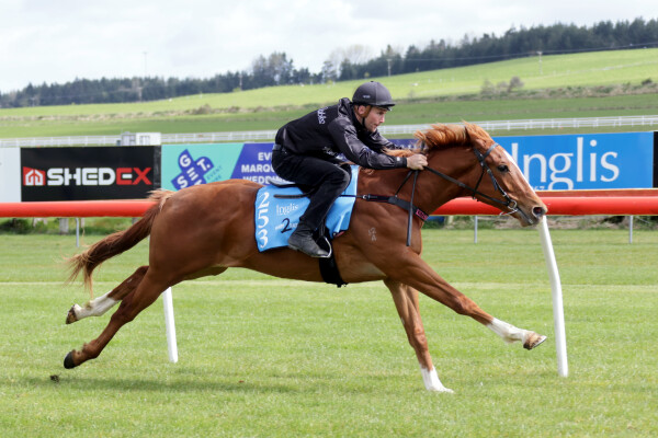 Lot 253: Ghaiyyath (IRE) / De Oro