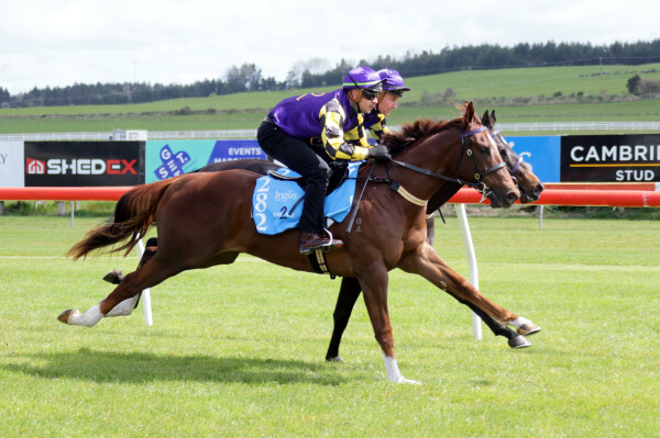 Lot 282: Toronado (IRE) / Foxpack