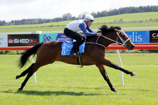 Lot 260: Super Seth / Dollarbeel (NZ)