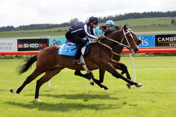 Lot 132: Sejardan / Stasia (NZ)