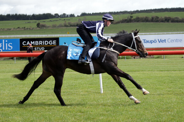 Lot 29: Pierata / Lilac Fairy (FR)