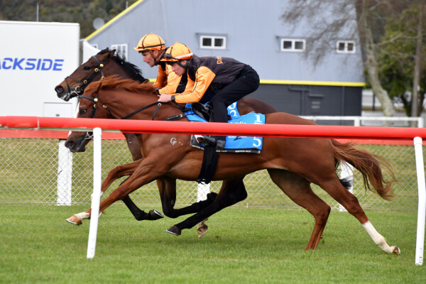 Lot 175: Toronado (IRE) / Zawahir (GB)