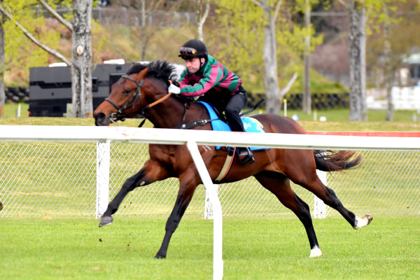 Lot 146: Harry Angel (IRE) / The Iron Maiden