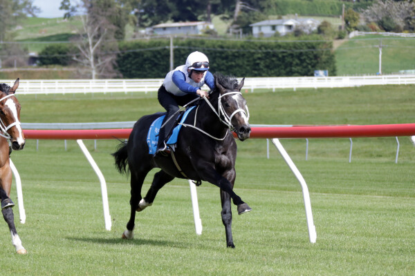 Lot 113: Noverre (NZ) / Shebringsmerubies
