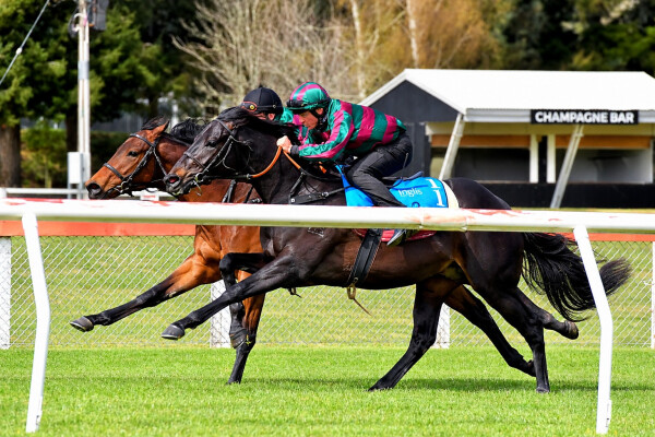 Lot 115: Too Darn Hot (GB) / Shinta Mani