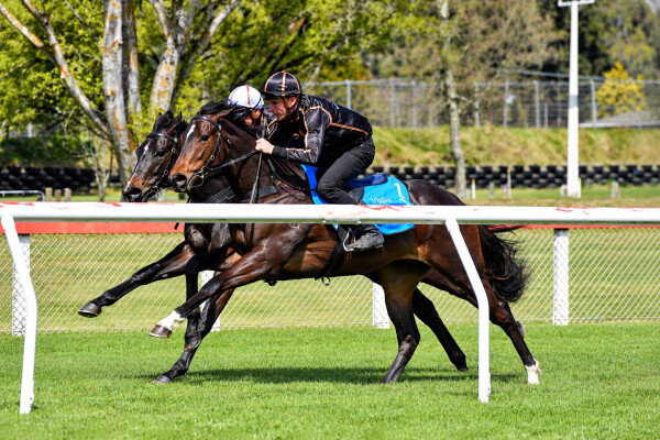 Lot 128: Toronado (IRE) / Spin Me a Kiss (USA)