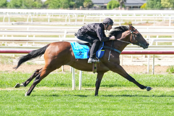 Lot 4: Zousain / Jewelled Princess