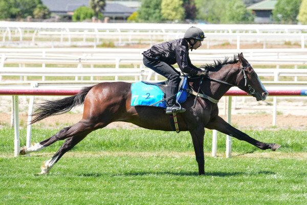 Lot 7: Churchill (IRE) / Joyous Bel