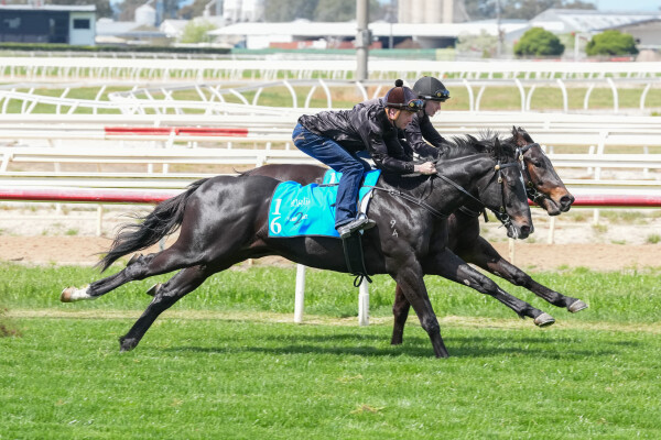 Lot 16: Pierro / La Casade