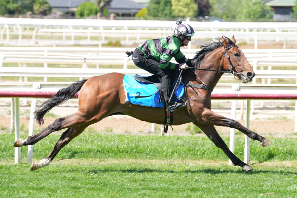 Lot 21: Farnan / Lady Lupino