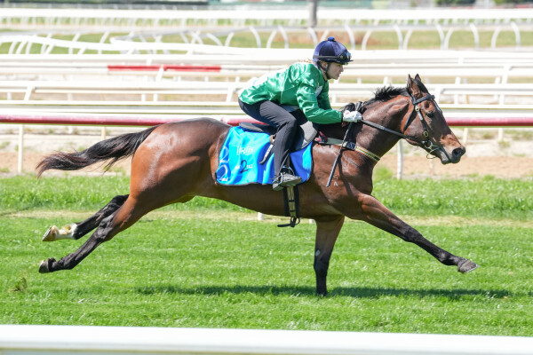 Lot 22: Toronado (IRE) / Lamu (GB)