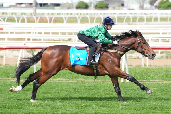 Lot 30: Churchill (IRE) / Lilakai