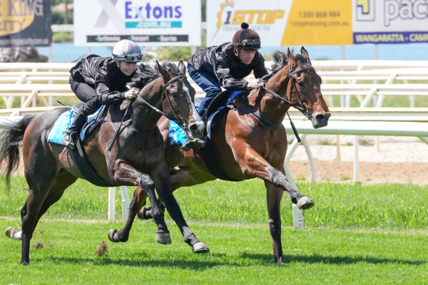 Lot 33: Shamus Award / Loving Gracie (NZ)