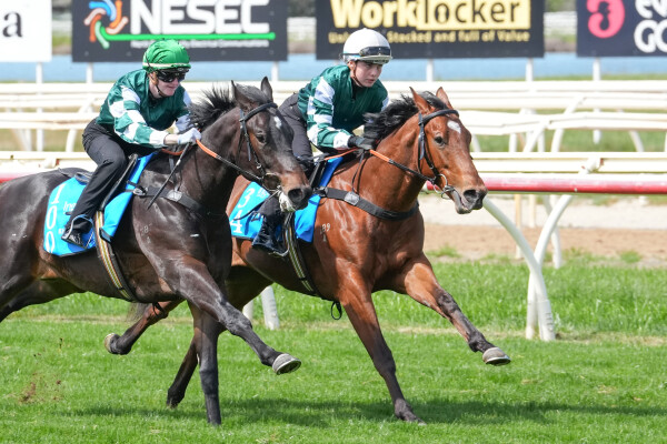 Lot 34: Lucky Vega (IRE) / Luna Sol (JPN)