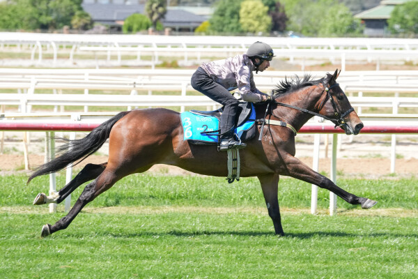 Lot 36: Zousain / Magic Amelia