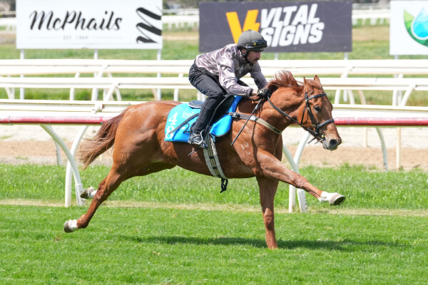 Lot 48: Zoustar / Miss Canada