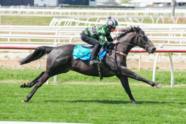 Lot 68: Pinatubo (IRE) / Peta Rose