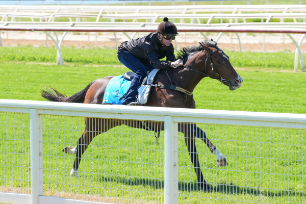Lot 72: Supido / Pocket Power (USA)