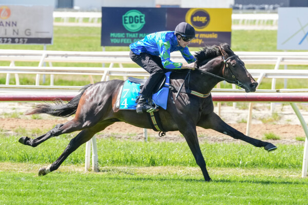 Lot 74: Written By / Precious Nemesis (NZ)