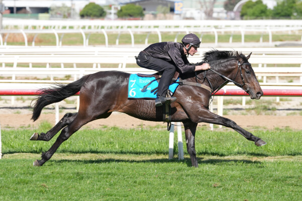 Lot 76: Shamus Award / Princess Evasive (NZ)