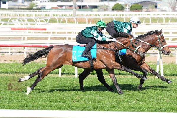 Lot 78: Too Darn Hot (GB) / Pursuitofthestars (IRE)
