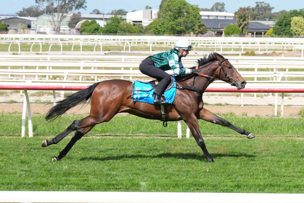 Lot 80: Tagaloa / Radiance