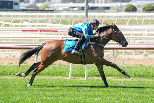 Lot 118: Maurice (JPN) / Silverina (NZ)