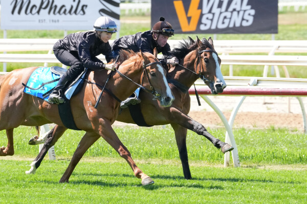 Lot 134: Xtravagant (NZ) / Sugarparma