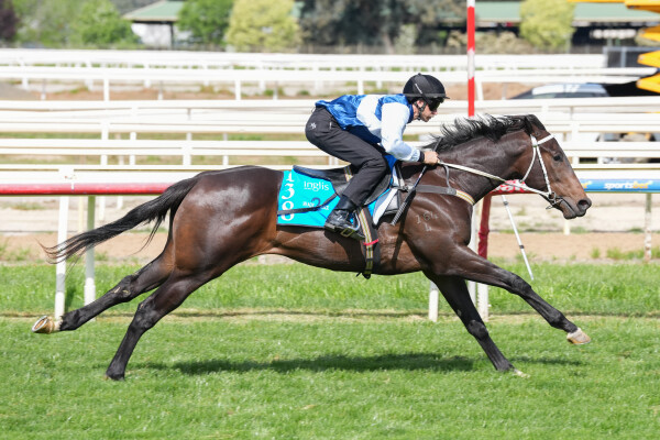 Lot 138: Headwater / Sweet Chestnut