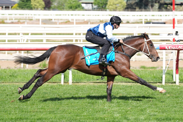 Lot 161: Daumier / Varuska (NZ)