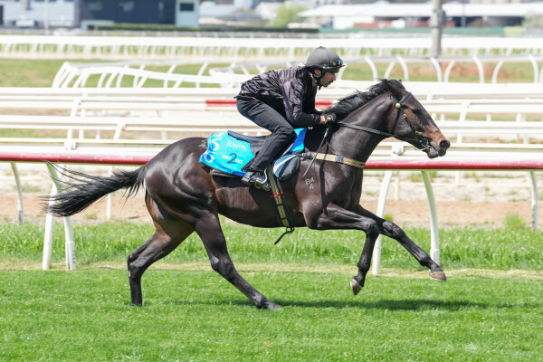 Lot 166: Flying Artie / What a Diva (NZ)