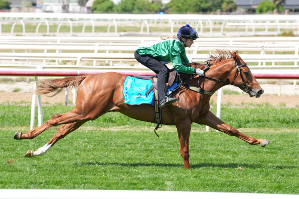 Lot 173: Starspangledbanner / Xtravagant Fire