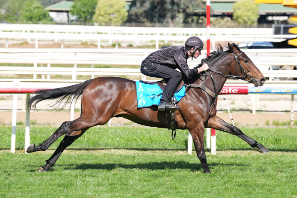 Lot 176: Star Witness / Zero Award