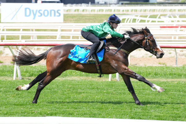 Lot 179: Grunt (NZ) / A Night in Vegas