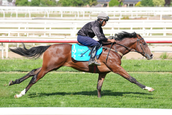 Lot 192: Toronado (IRE) / Art Series