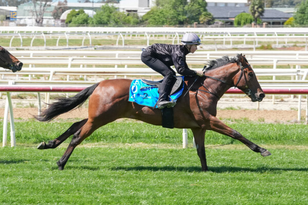 Lot 204: Capitalist / Bella Amore