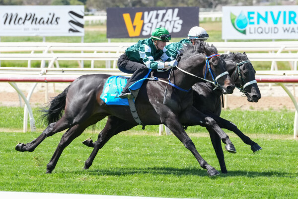 Lot 205: Pierata / Bellevue Star