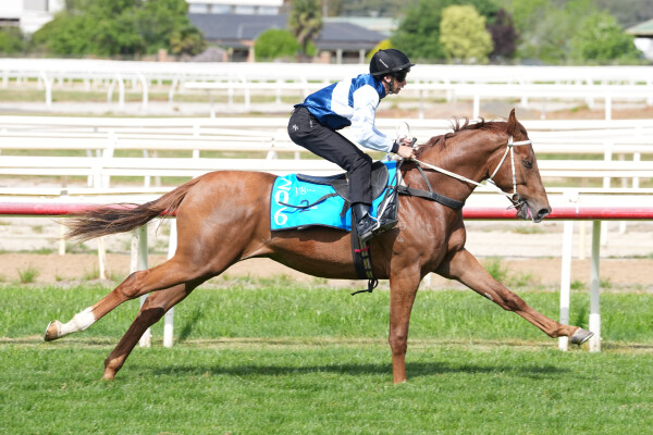 Lot 206: Zoustar / Beluga (JPN)