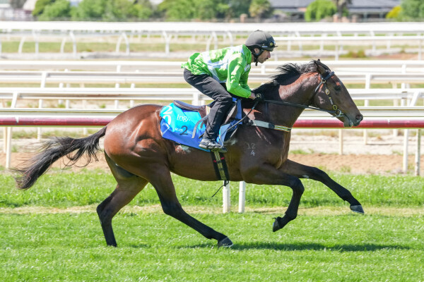 Lot 207: State of Rest (IRE) / Ben's Duchess (USA)