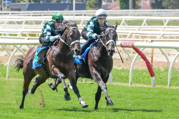Lot 208: Diatonic (JPN) / Bidding War