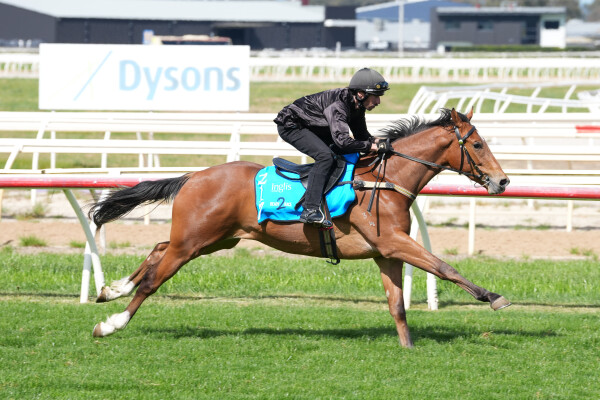 Lot 217: Farnan / Bulle de Champagne (IRE)