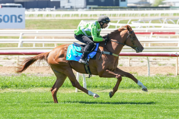Lot 219: Justify (USA) / Butter Blonde