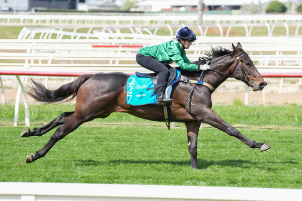 Lot 227: Zousain / Catalina Miss
