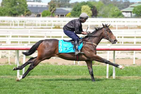 Lot 229: Blue Point (IRE) / Cavalry Rock