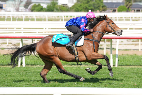 Lot 231: Sejardan / Certain Ellie