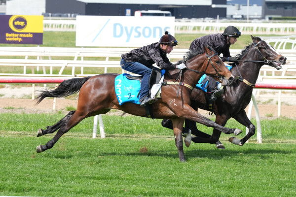 Lot 233: Toronado (IRE) / Chammak Challo