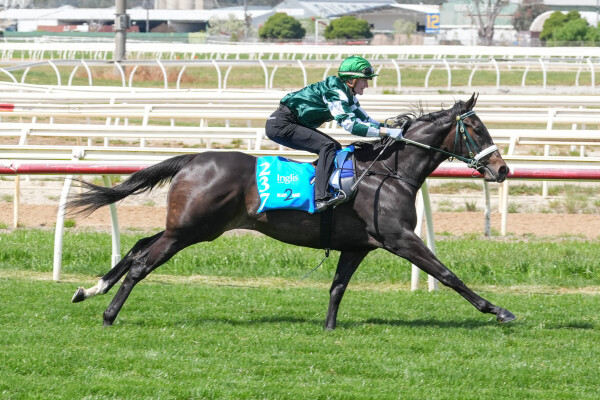 Lot 237: Alabama Express / Cherub (IRE)