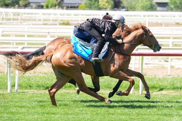 Lot 241: Farnan / Colorado Claire