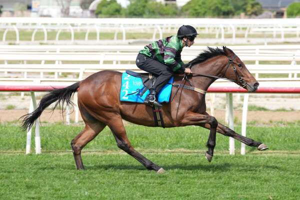 Lot 242: Blue Point (IRE) / Comaneci