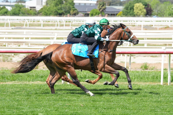 Lot 259: Alabama Express / Divided Sky (IRE)